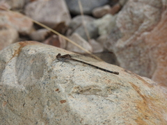 Argia immunda