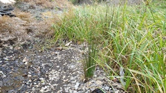 Juncus balticus ater