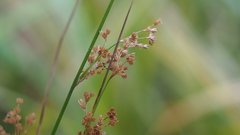 Juncus balticus ater