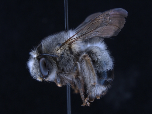 iNaturalist observation photo of Common Digger Bees