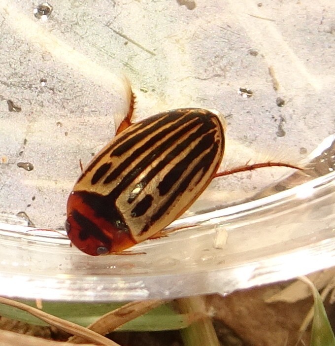Disintegrated Diving Beetle