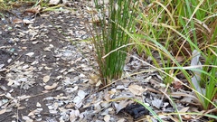 Juncus balticus ater