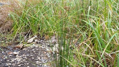Juncus balticus ater