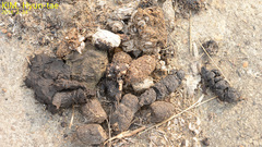 Nyctereutes procyonoides