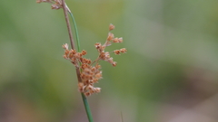Juncus balticus ater