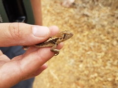 Stenocercus iridescens