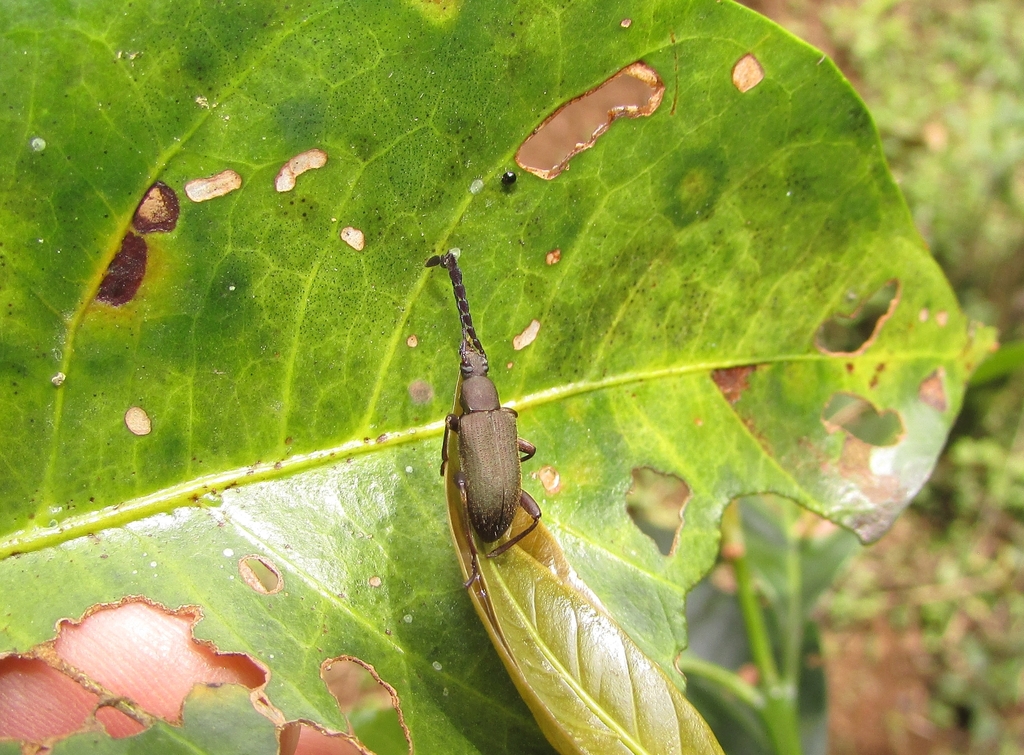 Prostenus panamensis