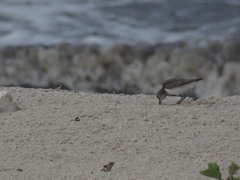 Calidris pusilla