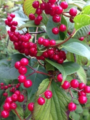 Viburnum wrightii