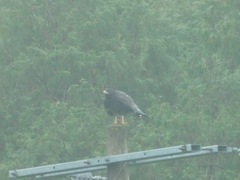 Buteogallus