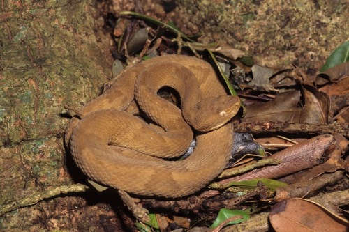 Photo of a Golden Lancehead (Bothrops insularis)