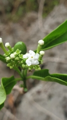 Rauvolfia