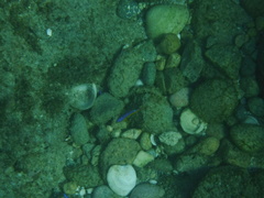 Stegastes flavilatus