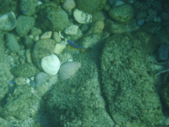 Stegastes flavilatus