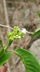Rauvolfia