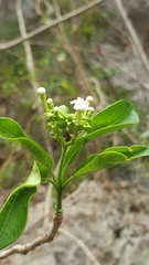 Rauvolfia