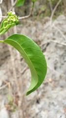Rauvolfia