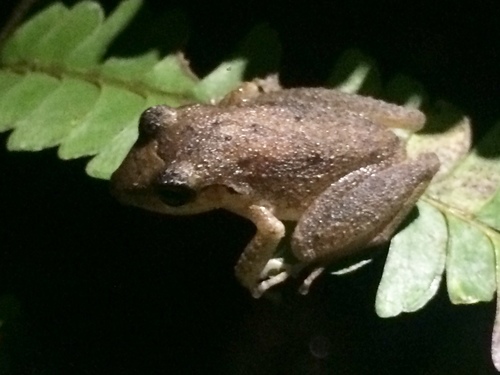 Paraiba Robber Frog