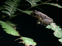 Pristimantis ramagii