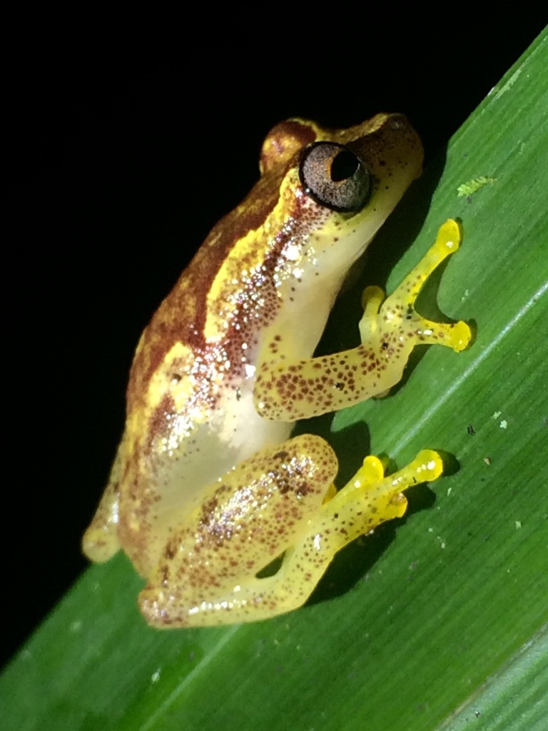 Haddad's Tree Frog
