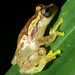 Haddad's Tree Frog - Photo (c) Ben P, some rights reserved (CC BY), uploaded by Ben P