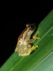 Dendropsophus haddadi