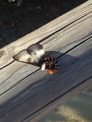 Hemileuca nevadensis