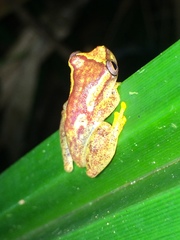 Dendropsophus haddadi