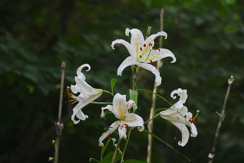 golden-rayed lily (Lilium auratum)