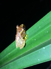 Dendropsophus haddadi