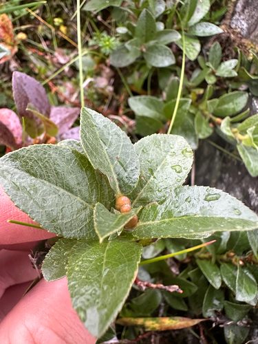 Salix myrsinites