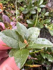 Salix myrsinites