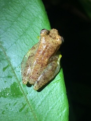 Dendropsophus haddadi