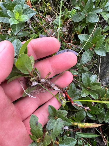 Salix myrsinites, photograph 2