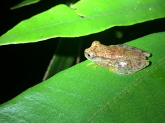 Dendropsophus haddadi