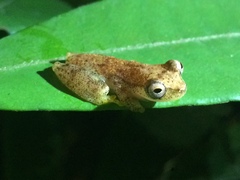 Dendropsophus haddadi