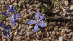 Eriastrum sapphirinum sapphirinum
