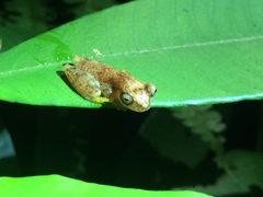 Dendropsophus haddadi