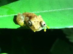 Dendropsophus haddadi