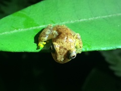 Dendropsophus haddadi