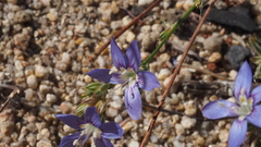 Eriastrum sapphirinum sapphirinum