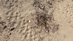 Eriastrum sapphirinum sapphirinum