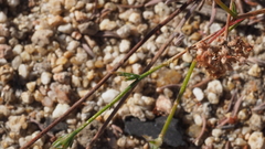 Eriastrum sapphirinum sapphirinum