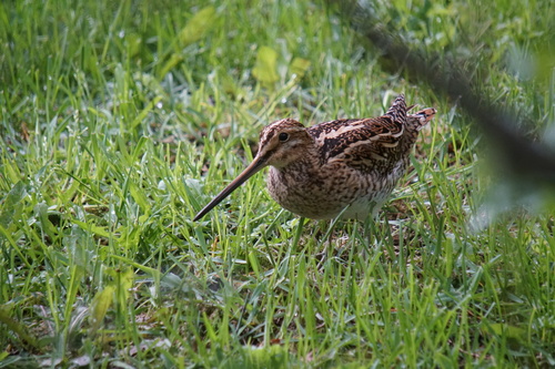 Šljuka kokošica (Gallinago gallinago)