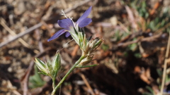 Eriastrum sapphirinum sapphirinum