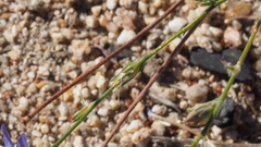 Eriastrum sapphirinum sapphirinum