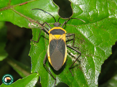 Laminiceps fenestratus