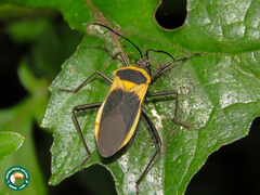 Laminiceps fenestratus
