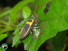 Laminiceps fenestratus