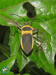 Laminiceps fenestratus